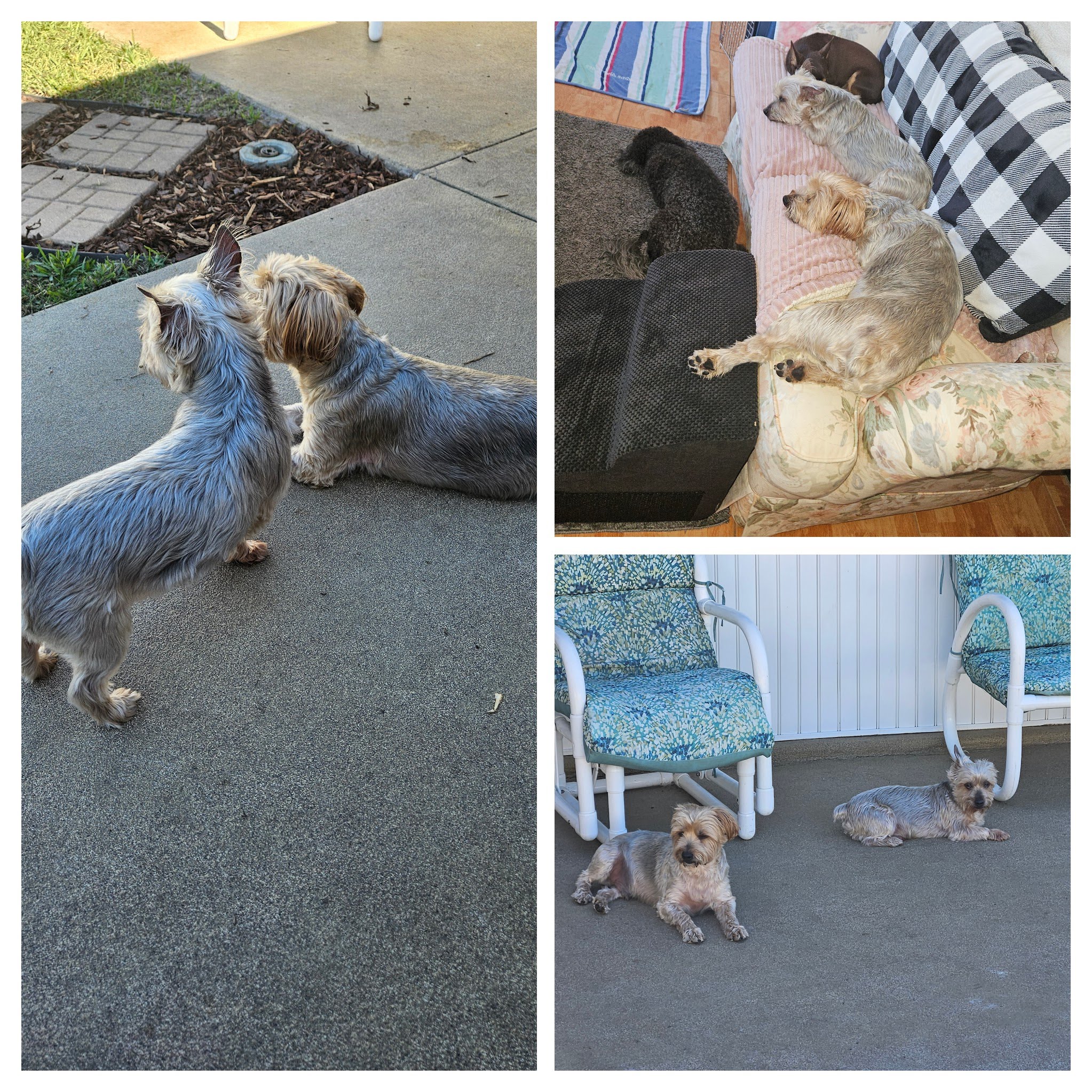 Guest Collage 5